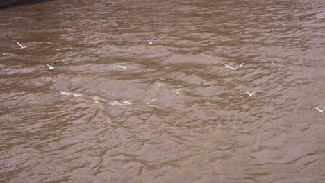 Imágenes-En-Cámara-Lenta-De-Un-Grupo-De-Gaviotas-Volando-Sobre-Las-Olas-Del-Río-Sena-En-París,-Francia.