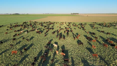 Vorwärtsantenne-Von-Kühen-Auf-Dem-Feld-In-Argentinien,-Schatten-Der-Tiefstehenden-Sonne