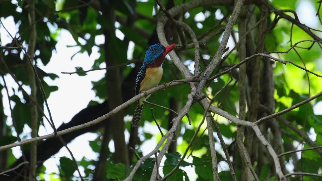 Perched on a vine just looking up with food in the mouth paying attention to what's going around as it moves its crest, Banded Kingfisher Lacedo pulchella, Thailand