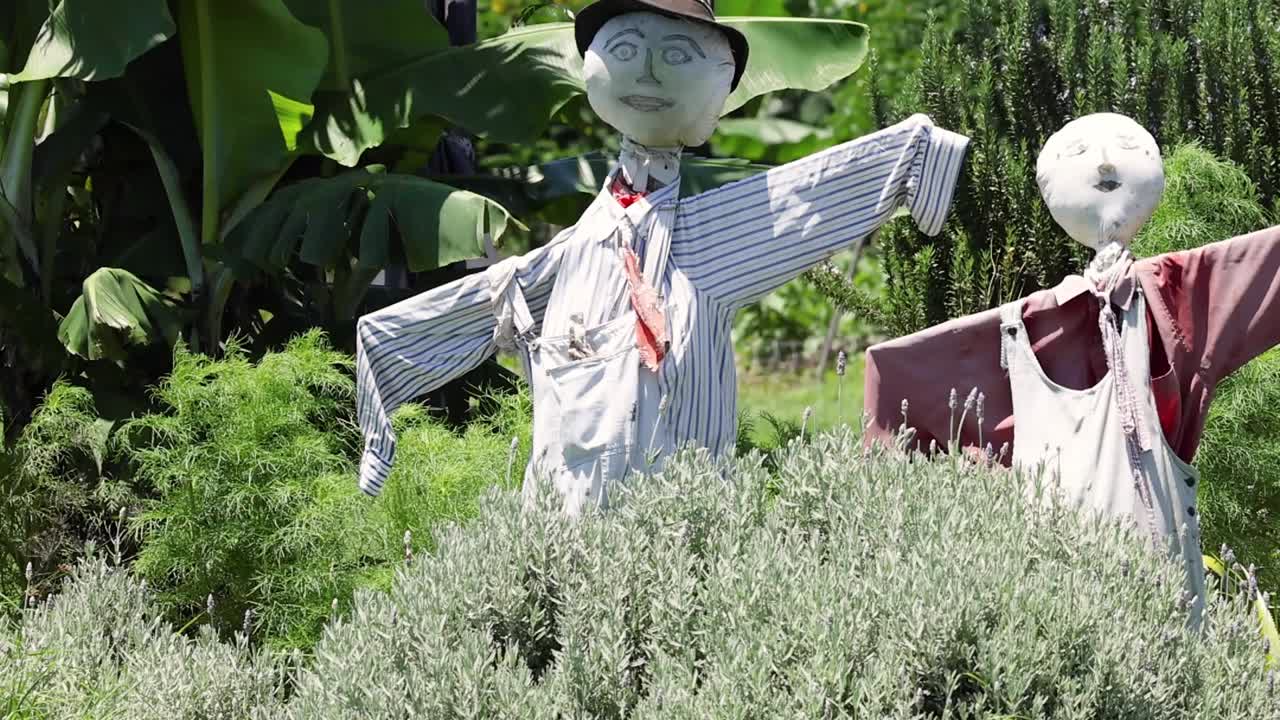 A scarecrow stands surrounded by lush greenery and dense foliage, wearing a striped shirt and hat.