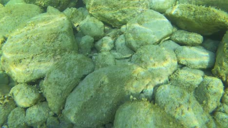 algae and reef at sea floor rising on stones under clean water of mediterranean sea, underwater life changing from rising temperatures