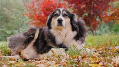 adult australian shepherd lying in the yard in the fall. he looks up plaintively