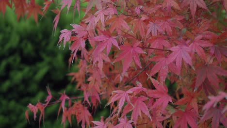 red maple leaves in autumn