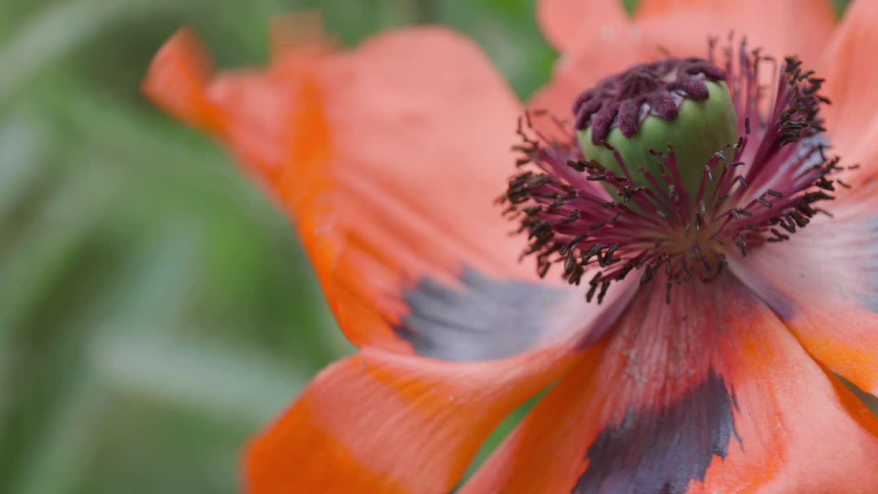 macro primer plano de la hermosa amapola oriental roja soplada por el viento, estática