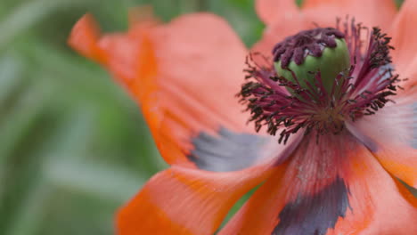 macro close up of beautiful red oriental poppy blown by wind, static