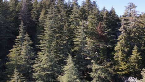 Vista-De-Drones-Del-Bosque-Formado-En-La-Montaña,-Vista-Del-Bosque-Que-Cubre-Todo-El-Paisaje