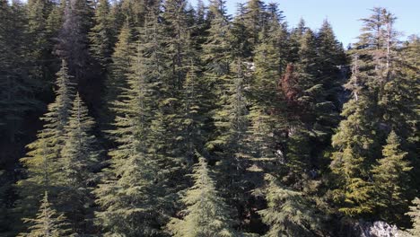 Drone view of the forest formed on the mountain, forest view covering the whole landscape
