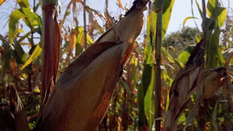 Dolly-up-on-a-cornfield