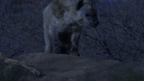 night time hyena hunting the desert