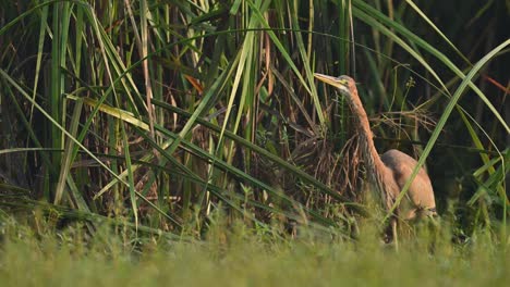 Purple-heron-Looking-for-Fish-in-wetland