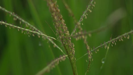 grass with dew in spring morning