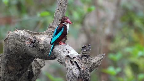 Ein-Weißkehl-Eisvogel,-Der-Auf-Einem-Ast-Im-Dschungel-über-Einem-Kleinen-Bach-Sitzt