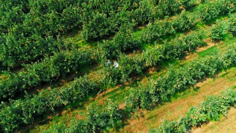 couple farming in the green farm 4k