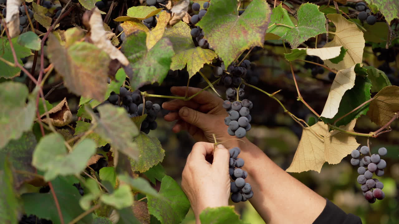 Woman plucks grape berry. Female harvesting purple grapes in vineyard. Branches with fresh grapes hanging on a grape vine. Healthy fruit.