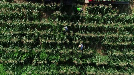 high aerial camera looking straight down as three farmers pick corn in a cornfield