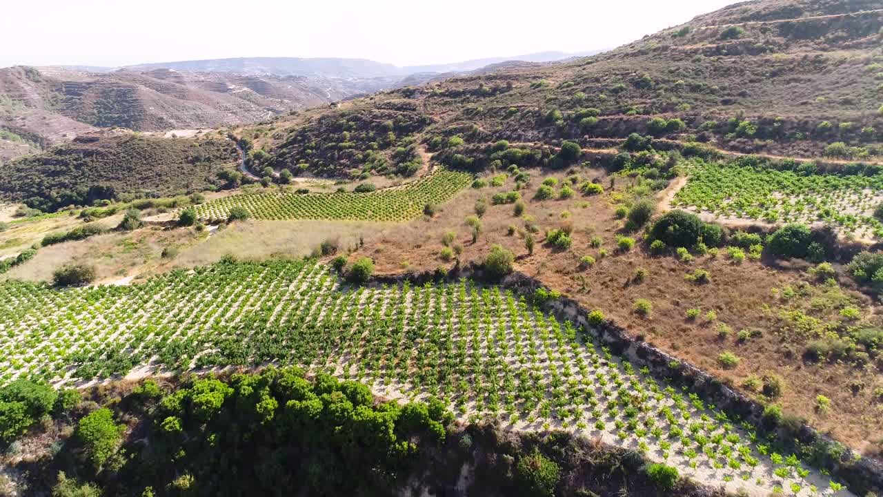 imágenes aéreas de la puesta de sol de drones de viñedos, hileras de campos de uvas verdes doradas en koilani, limassol, chipre-3