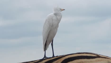 a white cattle egret sitting on the back of a zebra
