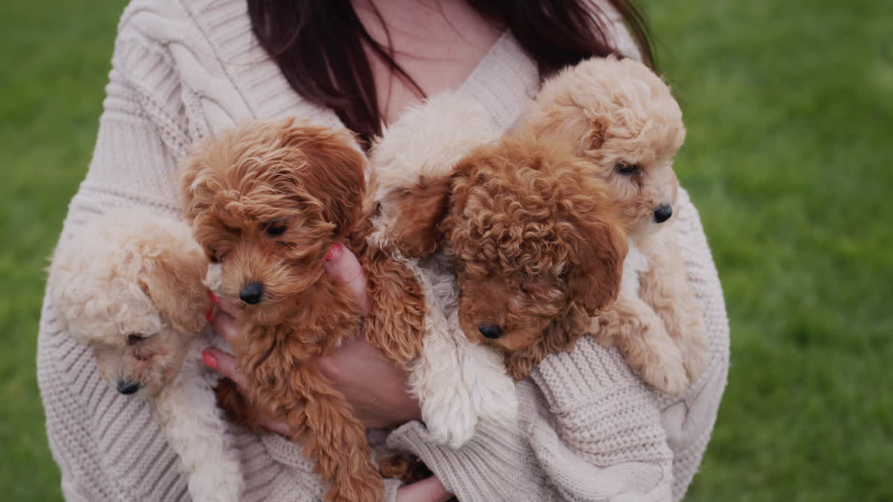 las manos de una mujer en un suéter cálido sostienen un brazo lleno de pequeños cachorros de maltipoo