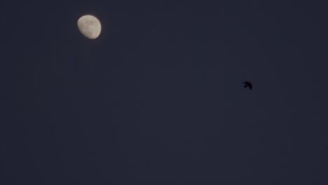 slow motion video of crows flying after sunset in front of the moon