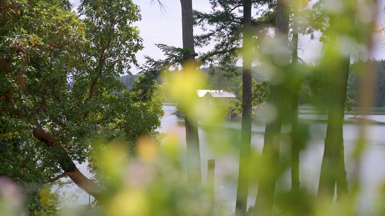 콜 섬의 전망을 가진 캐나다 빅토리아 로의 해안가에서 자라는 아르부투스 나무