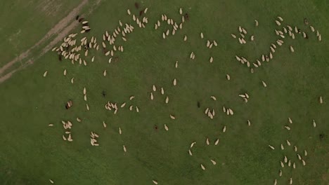 Aerial-zoom-out-view-of-hundreds-of-white-and-brown-sheep-grazing-on-a-meadow-in-central-Slovakia