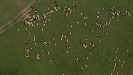 aerial zoom out view of hundreds of white and brown sheep grazing on a meadow in central slovakia