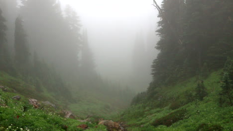 toma panorámica desde la parte superior del valle del bosque en el día de niebla en el parque nacional del monte rainier