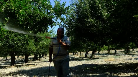 el viejo rocia los manzanos.