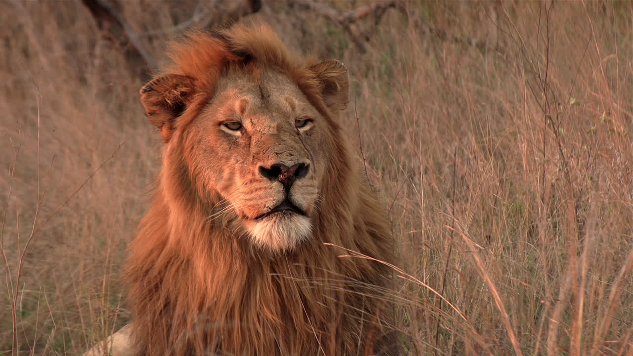 un viejo león macho disfruta del brillo dorado de la puesta de sol africana mientras descansa en la hierba