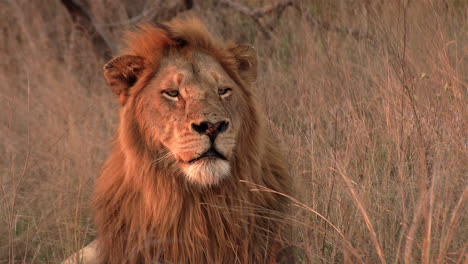 An-old-male-lion-basks-in-the-golden-glow-of-the-African-sunset-while-resting-in-the-grass