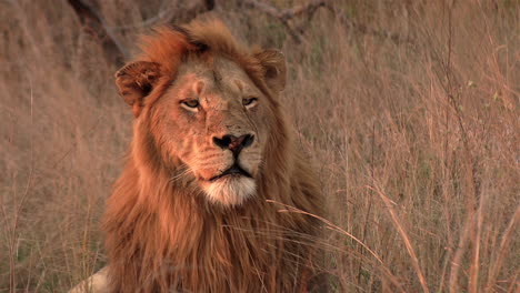 an old male lion basks in the golden glow of the african sunset while resting in the grass