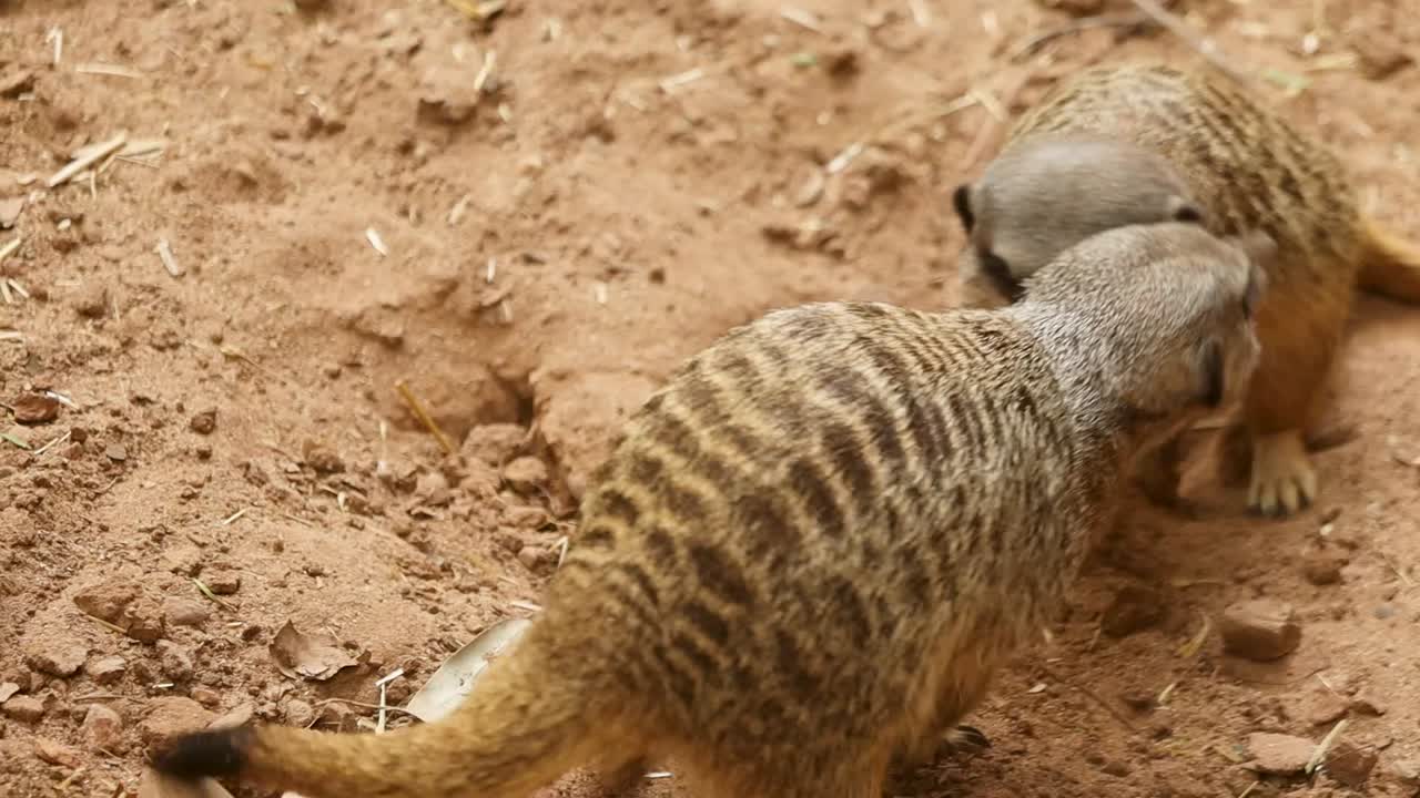 Closeup shot of meerkats play fighting