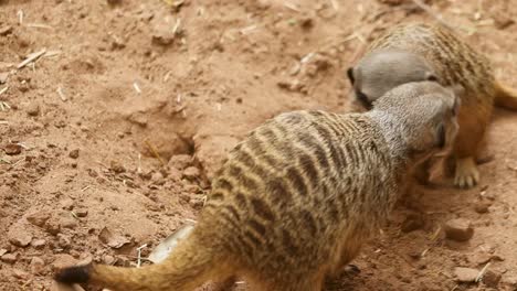 closeup shot of meerkats play fighting