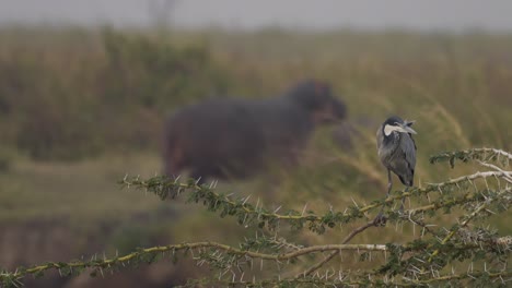 african white bird, cormorant, with hippo in the background