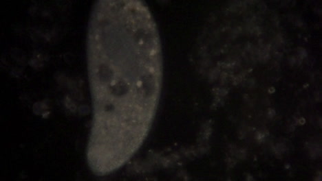 Mikroskopische-Ansicht-Des-Einzelligen-Organismus-Paramecium