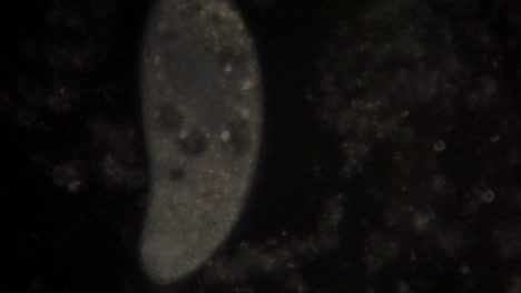 Vista-Microscópica-Del-Organismo-Unicelular,-Paramecio