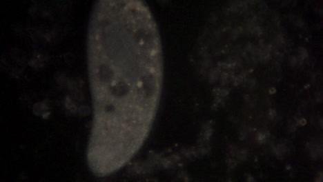 vista microscópica del organismo unicelular, paramecio