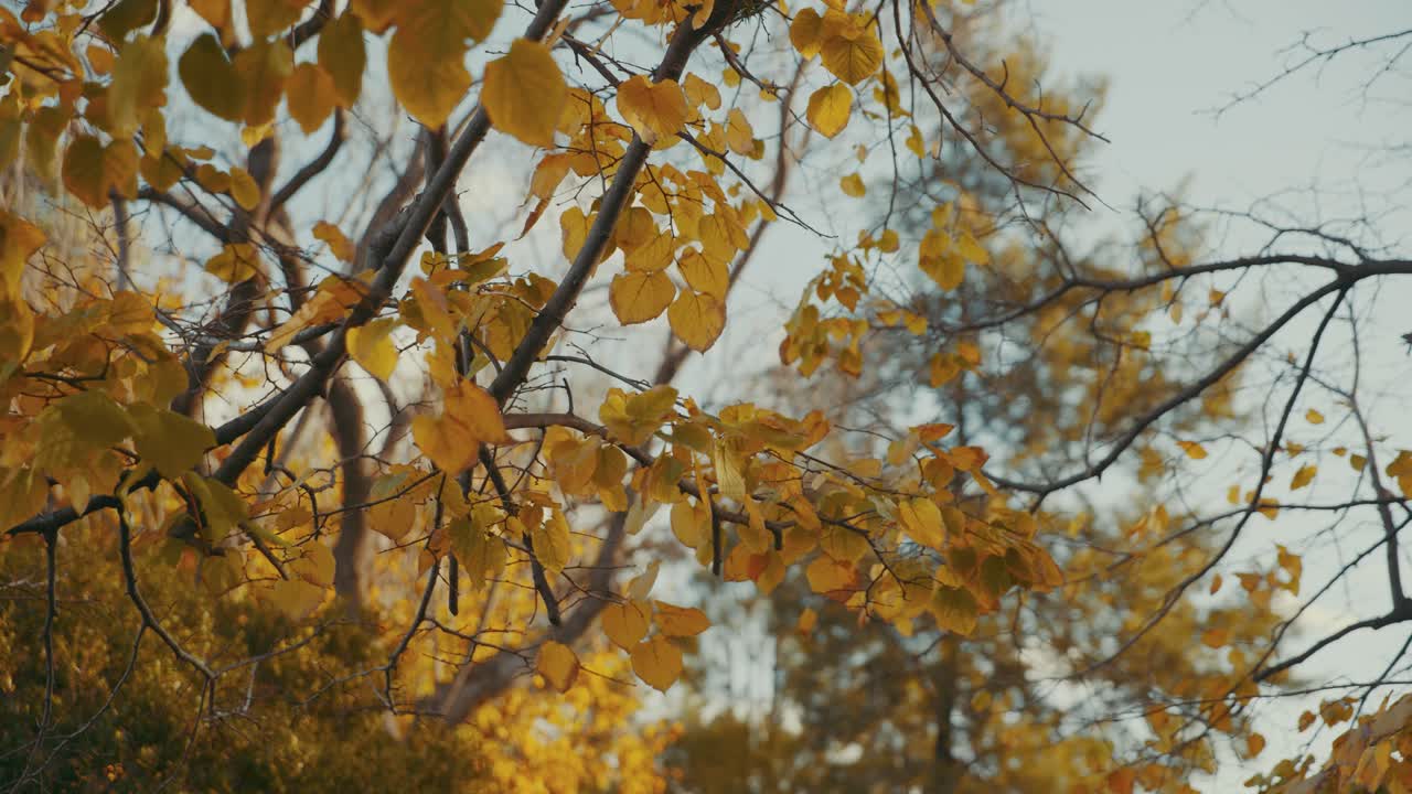 toma estática de hojas de otoño en las ramas de los árboles y el cielo en el fondo