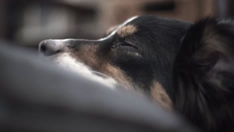 Pastor-Autraliano-Cansado-Tratando-De-Conciliar-El-Sueño