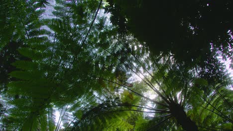 sunlight filtering through lush tropical fern forest canopy