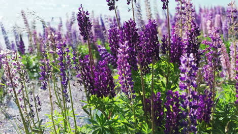 las flores de lupino se balancean suavemente sus colores brillantes brillando en el sol en el lago tekapo