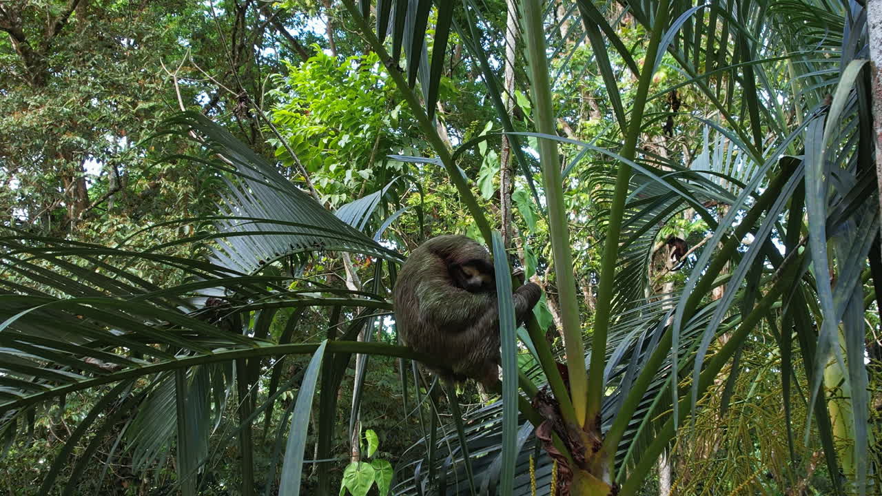 una toma aérea captura el momento tranquilo de sloth en el desierto.