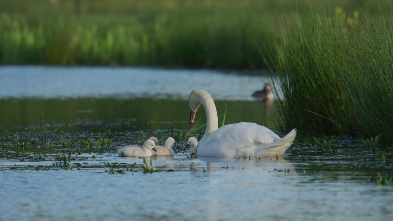 Família de cisnes com filhotes