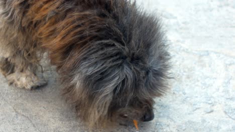 el pobre shih-tzu comiendo bocadillos en la calle
