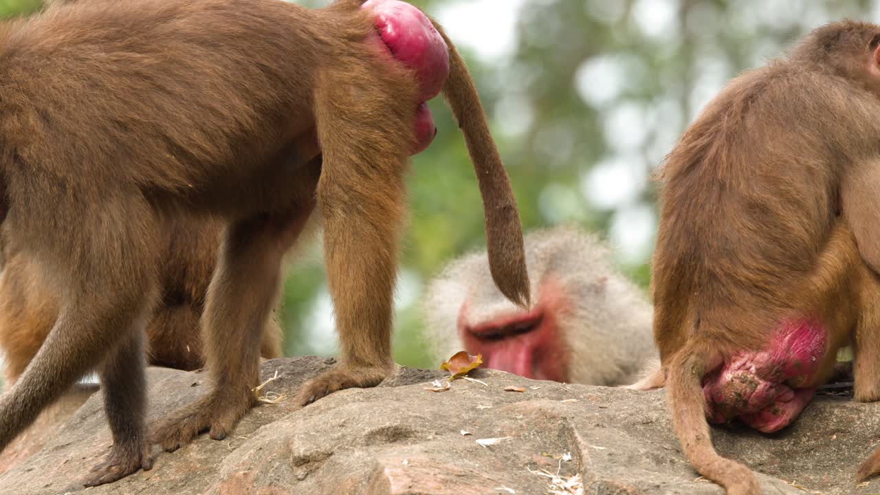 Des babouins hamadryas pratiquent le toilettage social et la recherche de nourriture sur des rochers, sous une douce lumière naturelle du jour.