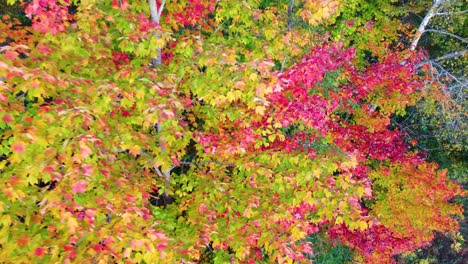 aerial drone shot descending down on the vibrant and colorful autumn maple leaves in a forest during the fall, montreal, canada