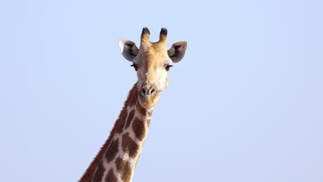 Hermosa-Jirafa-Adulta-Salvaje-Mirando-La-Cámara-En-El-Parque-Nacional-Africano,-Primer-Plano