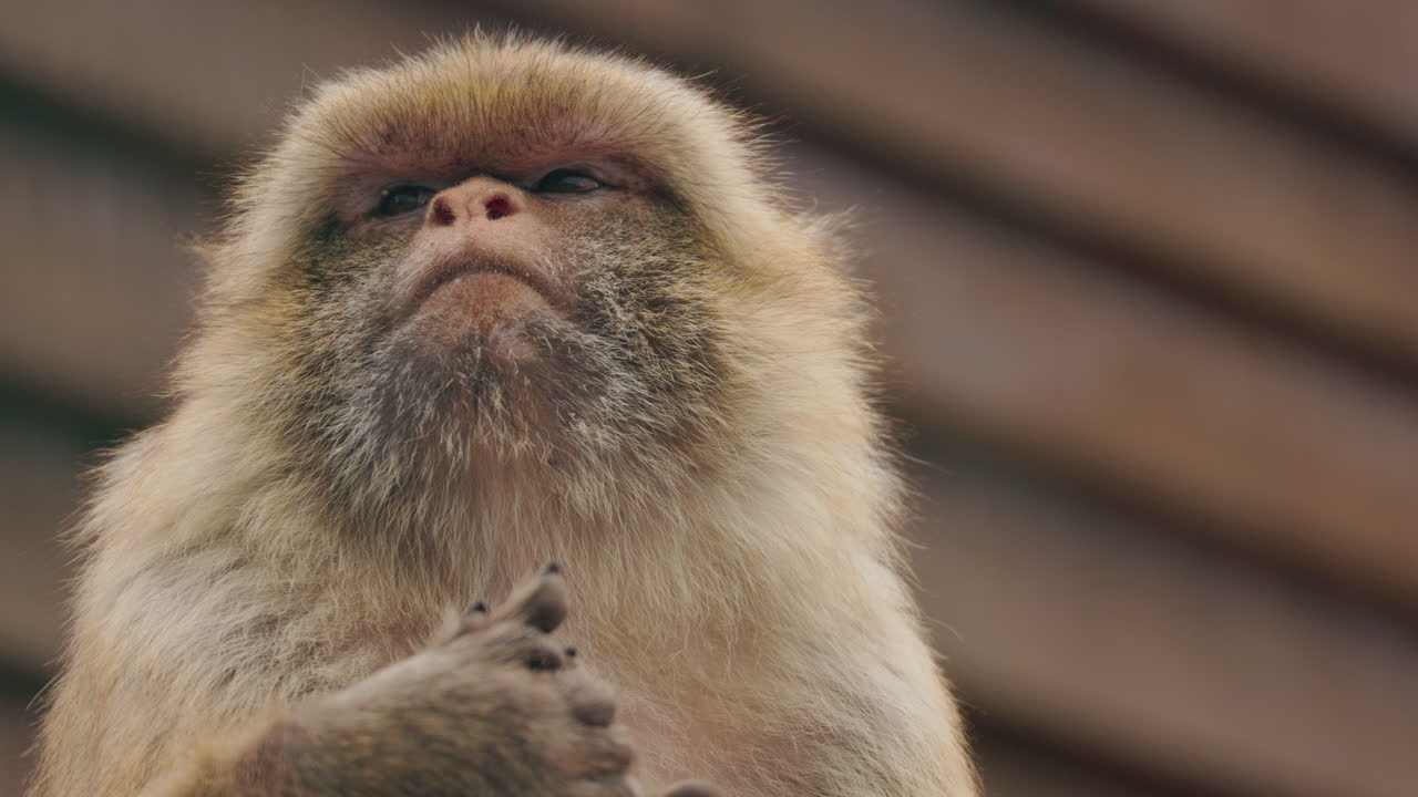Close-up of a Monkey