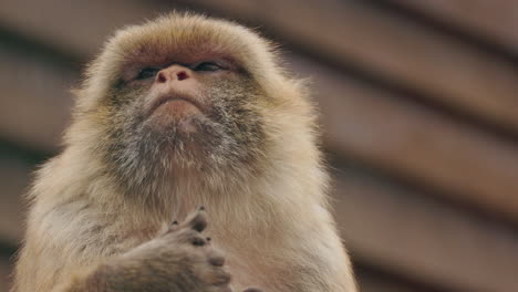 close-up of a monkey