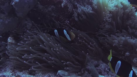 a close up show of 2 clownfish in an anemone in the indian ocean, maldives